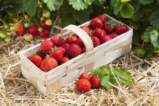 Erdbeerfeld mit reifen Früchten
