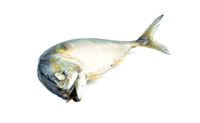 Fried mackerel on white background