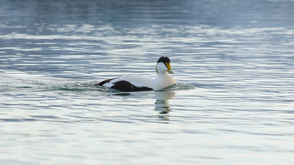 Male eider duck swimming on Jokulsarlon Ice Lagoon