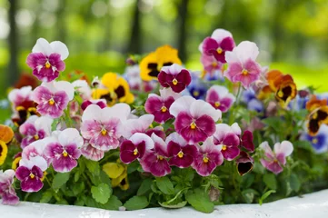 Peel and stick wallpaper Pansies Pansy