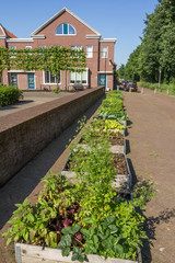 Urban agriculture