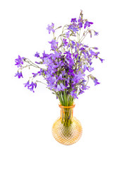 Bouquet of Campanula