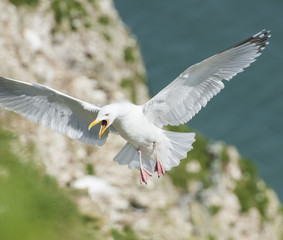 Herrgin gull seabird in flight