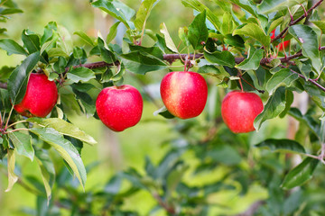 Red ripe apples on tree in orchard.