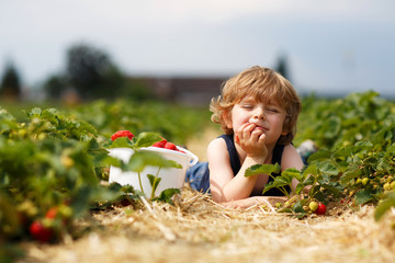 little boy picking and eating strawberries on berry farm