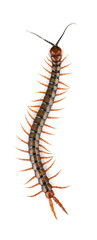 Giant Centipede crawling with many legs isolated on a white background
