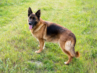 German Shepherd Dog on the green grass
