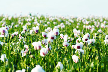 agriculture poppy field