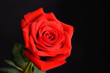 Red rose on black background