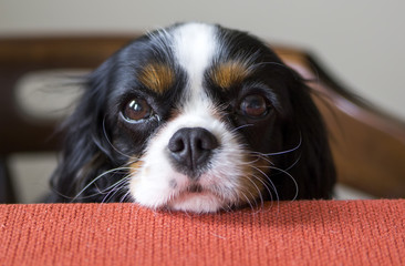 dog begging for food