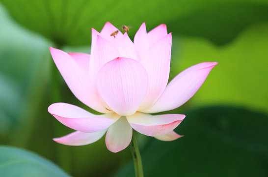 Fototapeta beautiful lotus blooming in pond 