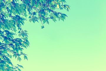 Green leaves on boarder with retro style background