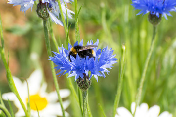 Bee on a blue cornflower