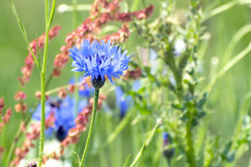 Blue cornflower