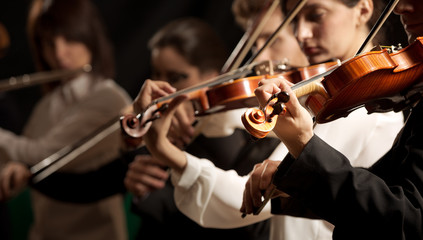 Symphony orchestra violinists performing