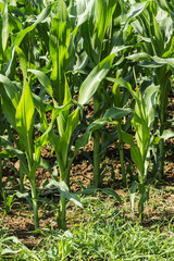 Fototapeta premium Mais