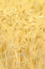 golden cereal field closeup