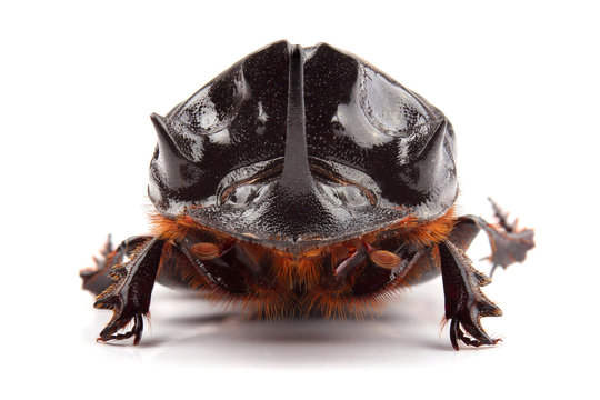 Male of beetle (Copris lunaris) isolated on white