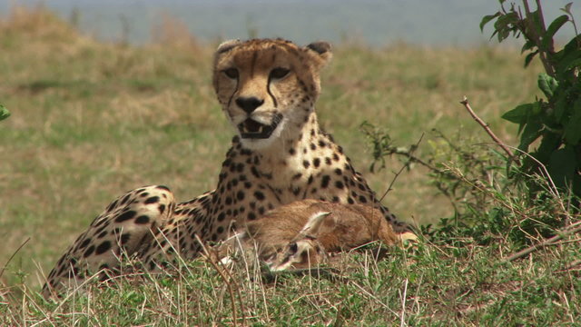 cheetah hunting a baby gazelle
