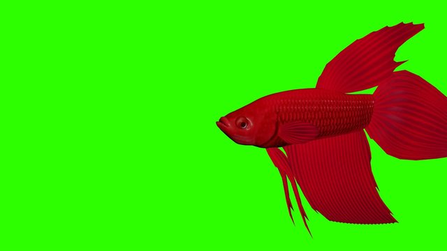 Fisch Kampffisch rot greenscreen Aquarium Meer 3D