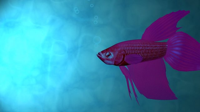 Fisch Kampffisch rot greenscreen Aquarium Meer 3D