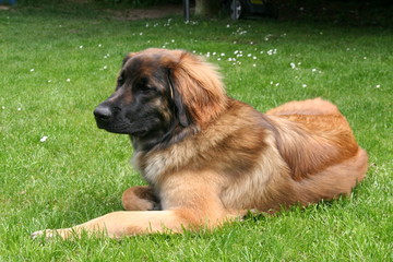 Leonberger