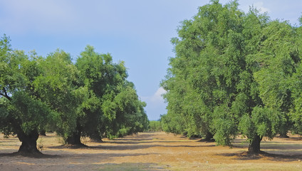 field of ancient olive trees of the Apulian countryside