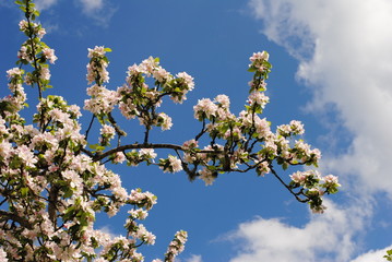 apfelbaumblüten