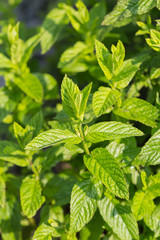 Pfefferminze in einem Garten in der Sonne