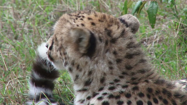 Close up of a cheetah face