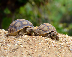 african spurred sulcata