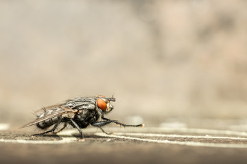 House Fly Side View Extreme Close Up