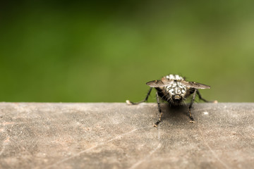 House Fly Back View Extreme Close Up