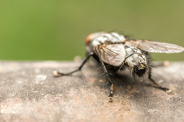 House Fly Back View Extreme Close Up
