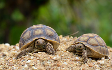african spurred sulcata