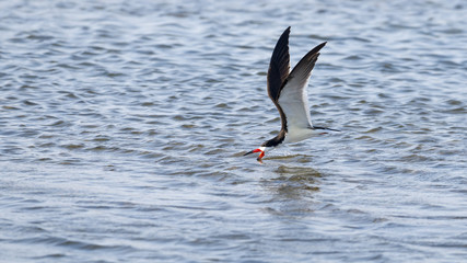 Black Skimmer