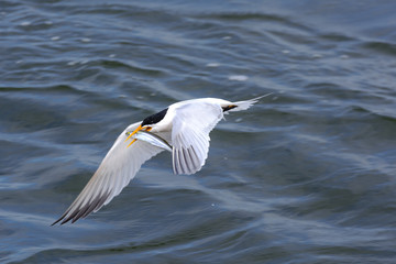 Obraz premium Tern with fish