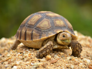 Obraz premium african spurred sulcata