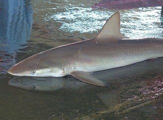 Fototapeta premium Grey Reef Shark for Sale