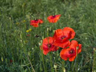 Fototapeta premium Poppies with bee, nature detail