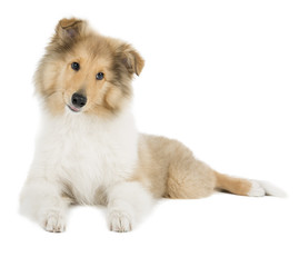 puppy collie