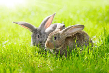 Fototapeta premium Two rabbits