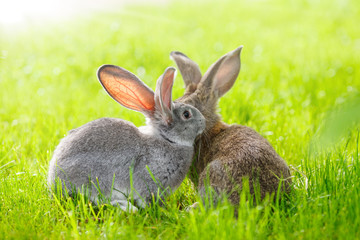 Fototapeta premium Two rabbits