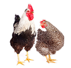 Coq et poulet sur fond blanc