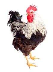 Rooster on white background