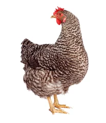 Photo sur Plexiglas Poulet Speckled chicken
