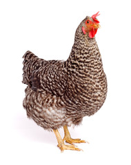 Speckled chicken