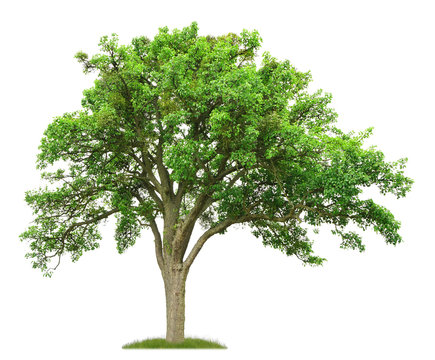 100 jähriger Birnbaum im Frühling als Freisteller