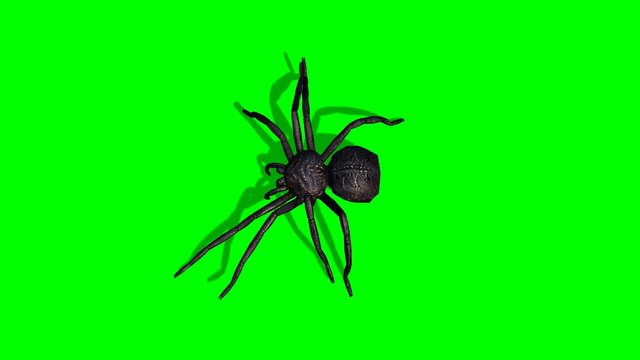 Spider walks - green screen