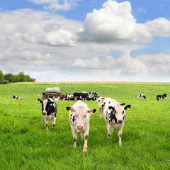 Fototapeta premium Weideplatz mit Tränkewagen